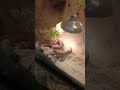 Beautiful Rubber Sand Boa Snake!! #shortvideo #wildlife #naturelovers