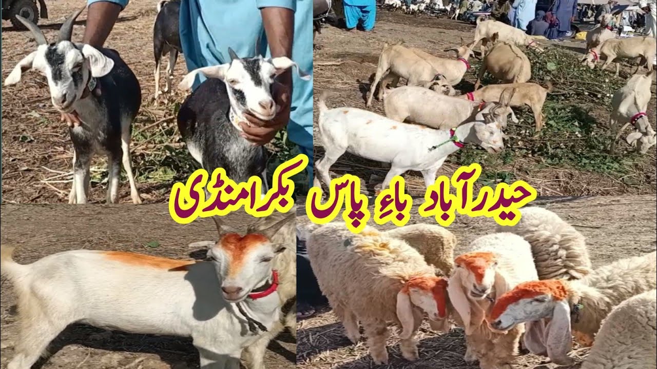 Hyderabad mandi latest updates