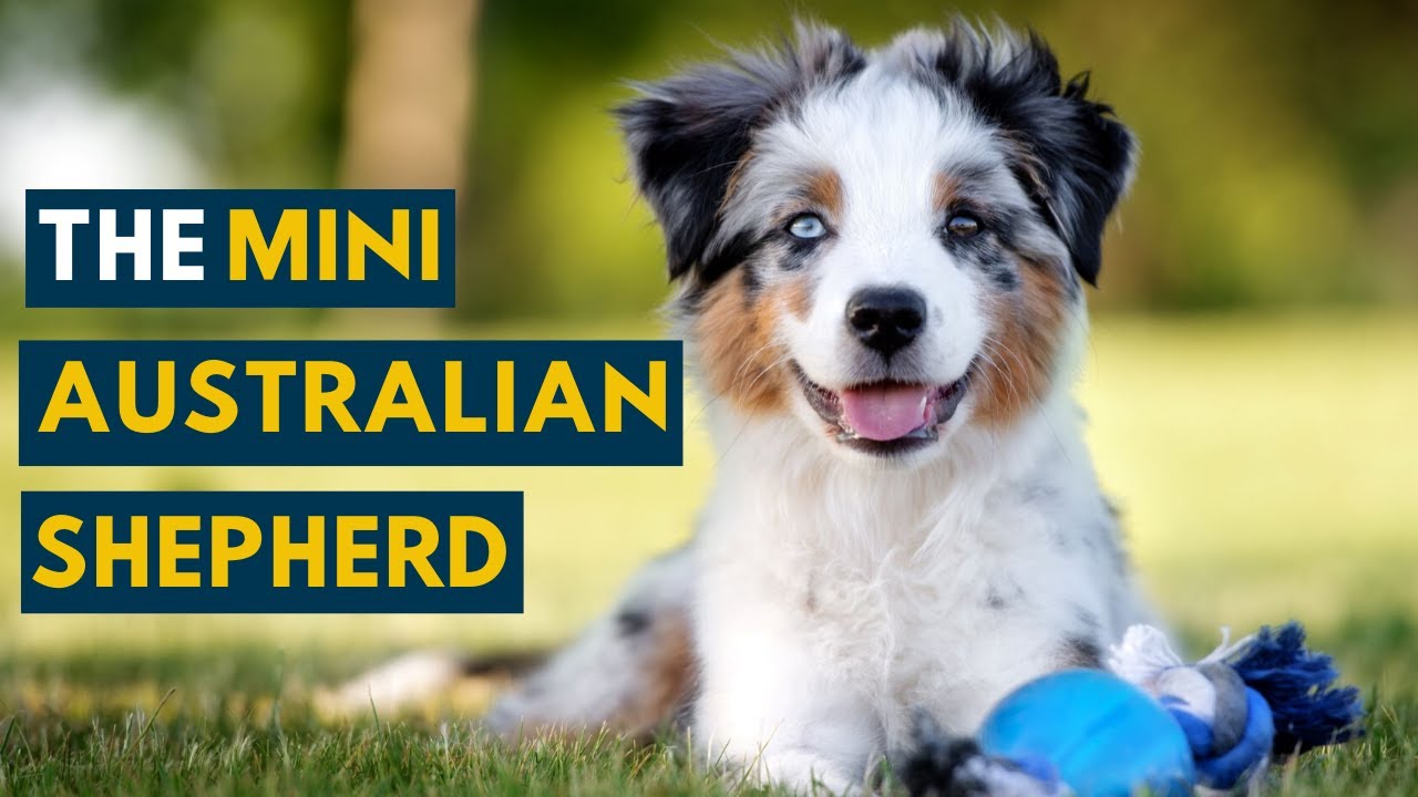 This Is Why the Mini Australian Shepherd Is So popular! - YouTube