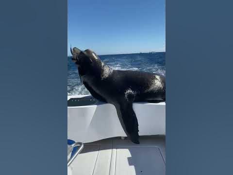 Sea Lion Steals Fish From Boat - YouTube