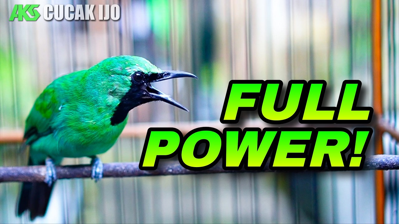 TERAPI DONGKRAK EMOSI CUCAK IJO JANTAN DEWASA COCOK UNTUK MELATIH MENTAL TARUNG