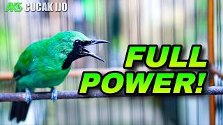 TERAPI DONGKRAK EMOSI CUCAK IJO JANTAN DEWASA COCOK UNTUK MELATIH MENTAL TARUNG