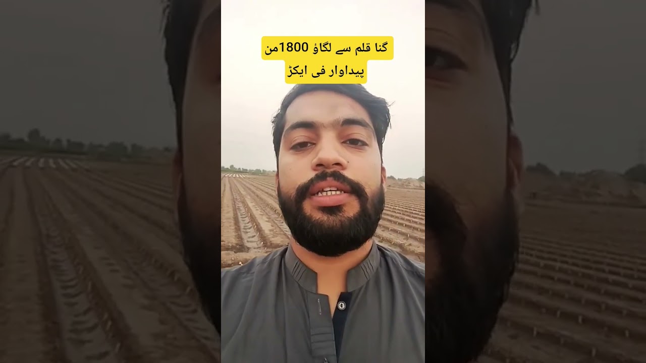 Sugarcane farming with new method 