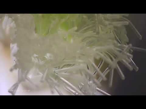 Toothbrush Under a