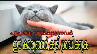 പൂച്ചയെ വളർത്തുന്നവർ ശ്രദ്ധിക്കുക .. cat caring tips @catsworld1469#cats #pets by cats world 938 views 2 years ago 11 minutes, 44 seconds