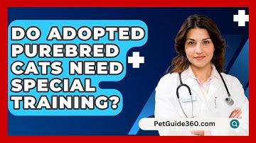Do Adopted Purebred Cats Need Special Training? - PetGuide360.com