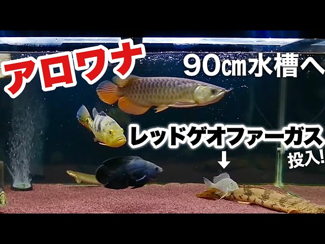 ９０センチ水槽　アロワナ飼育に奥行６０センチ　ジャンクと濾過装置2つ 90センチ水槽 アロワナ飼育に奥行60センチ ジャンクと濾過装置2つ