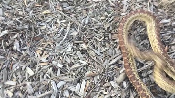 Pissed off Gopher snake on the release