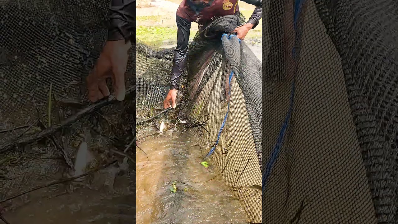 Amazing River Jhar Fishing Video 