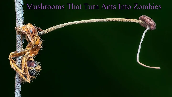 Mushrooms That Turn Ants Into Zombies - DayDayNews