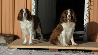 Training Tips for the English Springer Spaniel