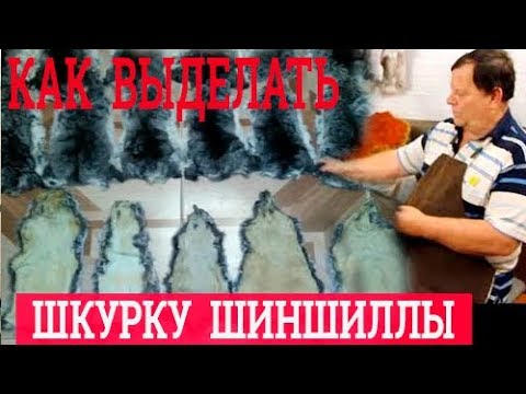 Выделка шкурок шиншилл в домашних условиях видео