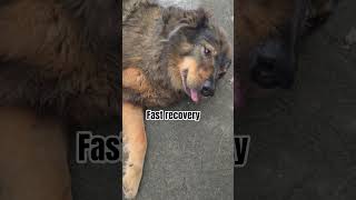 fast recovery