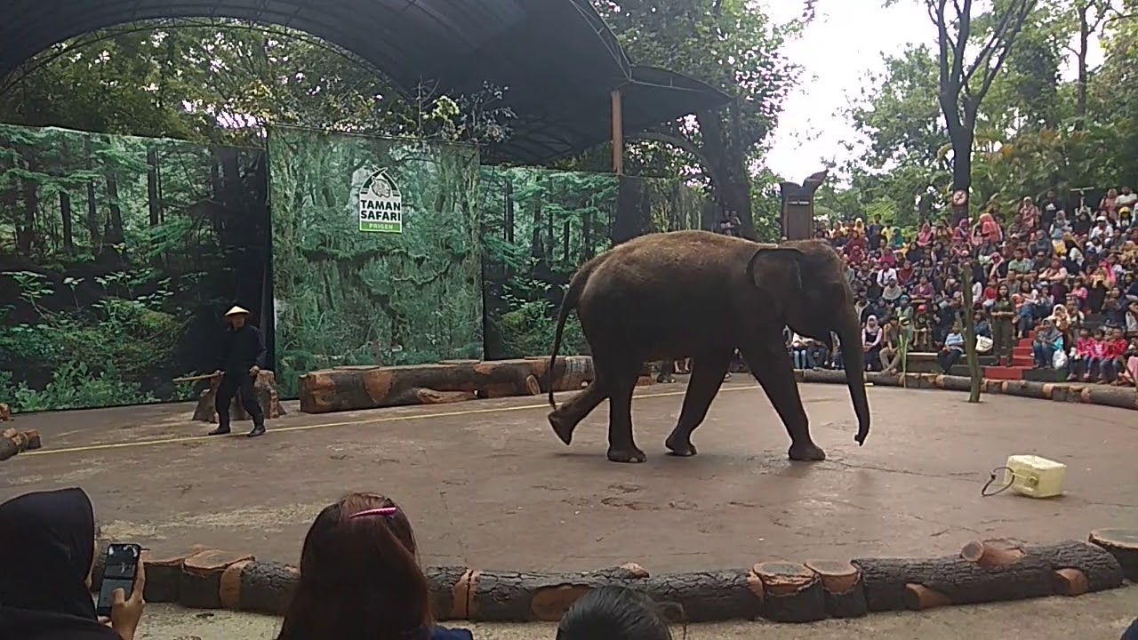 SAFARI GAJAH di TAMAN SAFARI PRIGEN jawa timur - YouTube