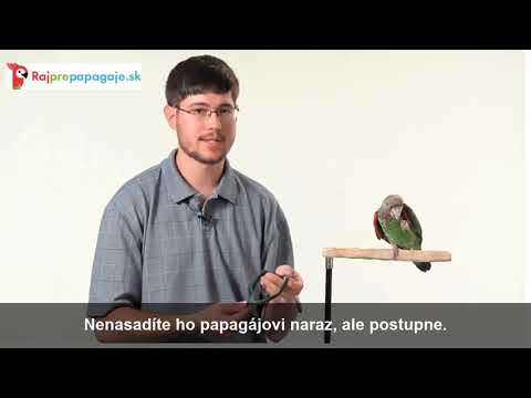 Video: Ako Zvoliť Prezývku Pre Papagája