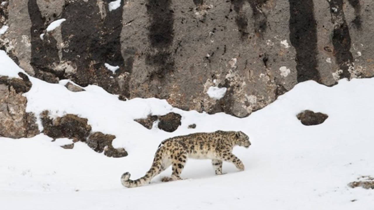 THE VELVET QUEEN - Laemmle Theatres