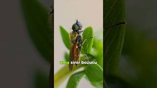 Dünyanın En Sinir Bozucu Hayvanı Sinek