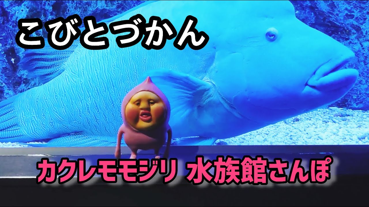 こびとづかん】カクレモモジリとすみだ水族館へ行ってきたよ - YouTube