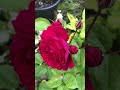 强香玫瑰系列 Fragrant Roses | André Rieu Rose by Pheno Geno #rosegarden