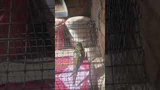 Mera Mitthu Dekho pipe Se Kaise Naha raha hai🦜🦜🦜🦜🦜🦜# YouTube parrot