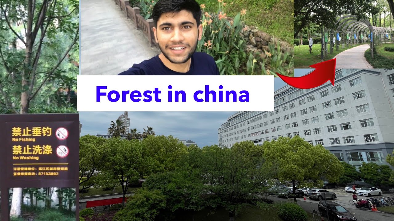 forest in china 🇨🇳 | Mbbs in china 🇨🇳 | Exploring forest in china 🇨🇳 ...