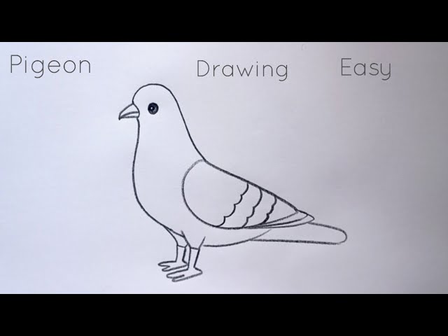 Pigeon Bird Drawing 15 | Bird pencil drawing, Bird drawings, Pencil drawings  of girls