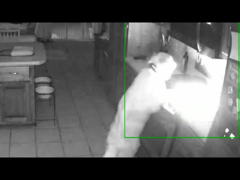 Video: Hungry Labrador vonkt een huisvuur na het per ongeluk ontsteken van het fornuis