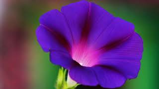 Download Lagu Morning Glory Alarm Ringtone | Free Ringtones Downloads MP3 Download Lagu Morning Glory Alarm Ringtone | Free Ringtones Downloads MP3