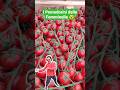 I #Pomodorini #ciliegini delle #femminelle 👍🍅