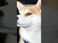 Когда устал от хозяев, но гулять очень хочется 😂