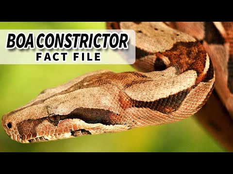 Video: Common boa constrictor: photo and description, habitat