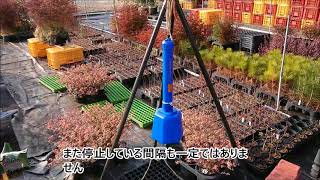 イノシシびっくり