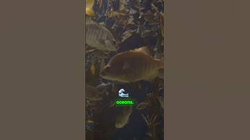 AI Revolutionizing Ocean Pollution Fight | Marine Conservation with AI