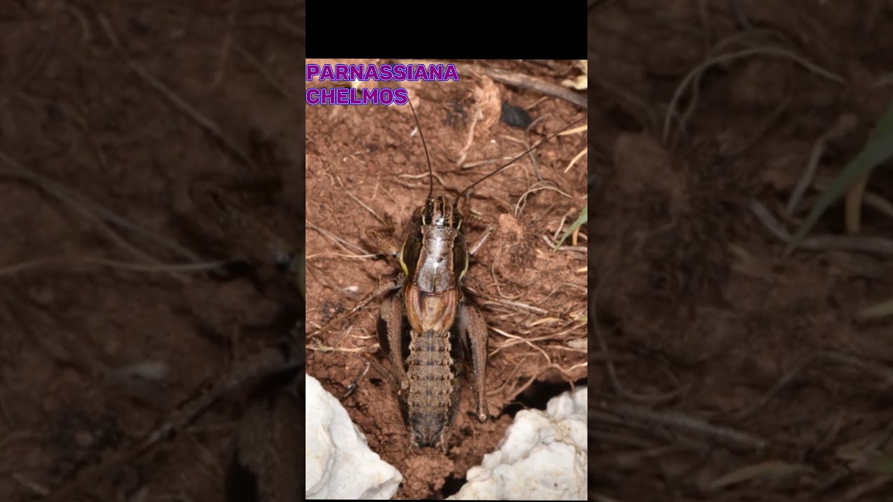 Orthoptera species: Parnassiana 