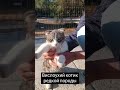 Вислоухий котик редкой породы #kitten #cat #cute #животные