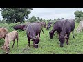 Buffalos with buffalo sounds  amazing buffaloes  buffalo and cows