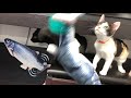リアル魚釣りを本格的に体験した先住猫と子猫の反応！【子猫　保護】かわいいおもしろ癒しの猫動画　cat videos kitten real fishing