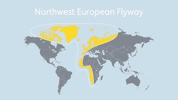 Migration Super Highway - Northwest European Flyway | WWT