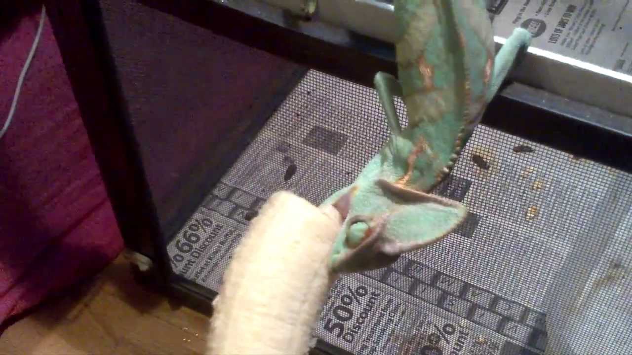 Veiled Chameleon Eating a Banana (Sid) YouTube