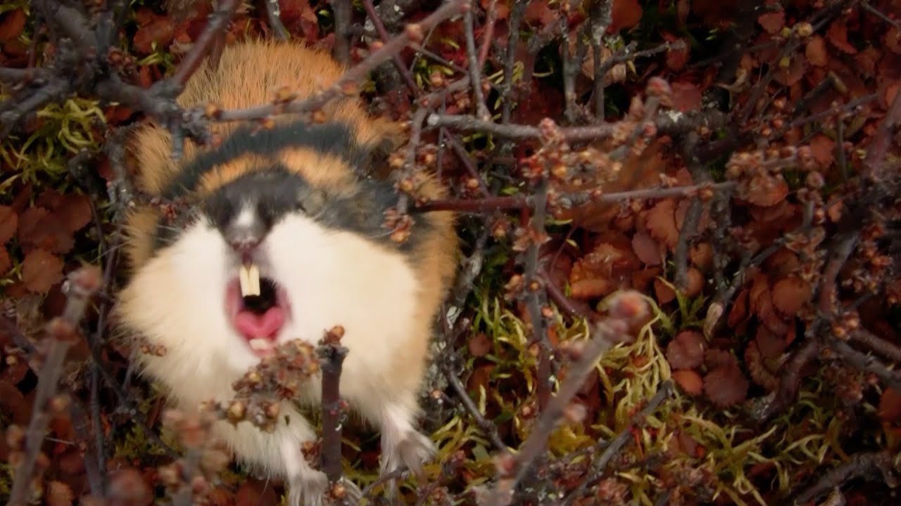 Lemmings use multicoloured fur and loud shrieks to warn predators to stay  away