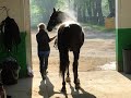 The Fastest Trotter in History - Sebastian K.