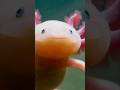 🧬 Axolotl: The Animal That Refuses to Grow Up #shorts #Axolotl