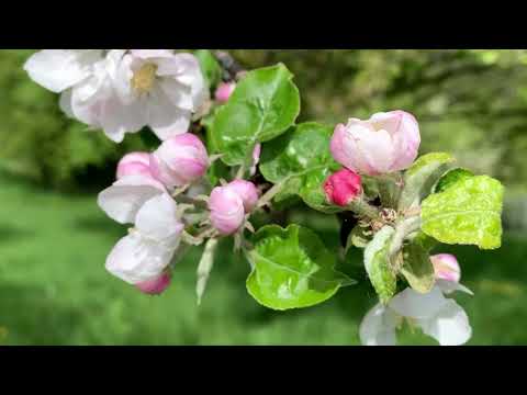 Forest Walk - EP “Spring” - David Allison