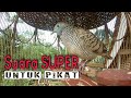 Suara Burung Pikat Paling Super Memancing Yg Malas Bunyi Mp3 - Mp4 Download