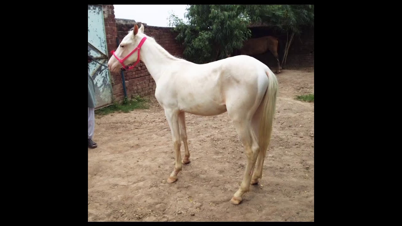 HORSE FOR SALE IN PAKISTAN YouTube