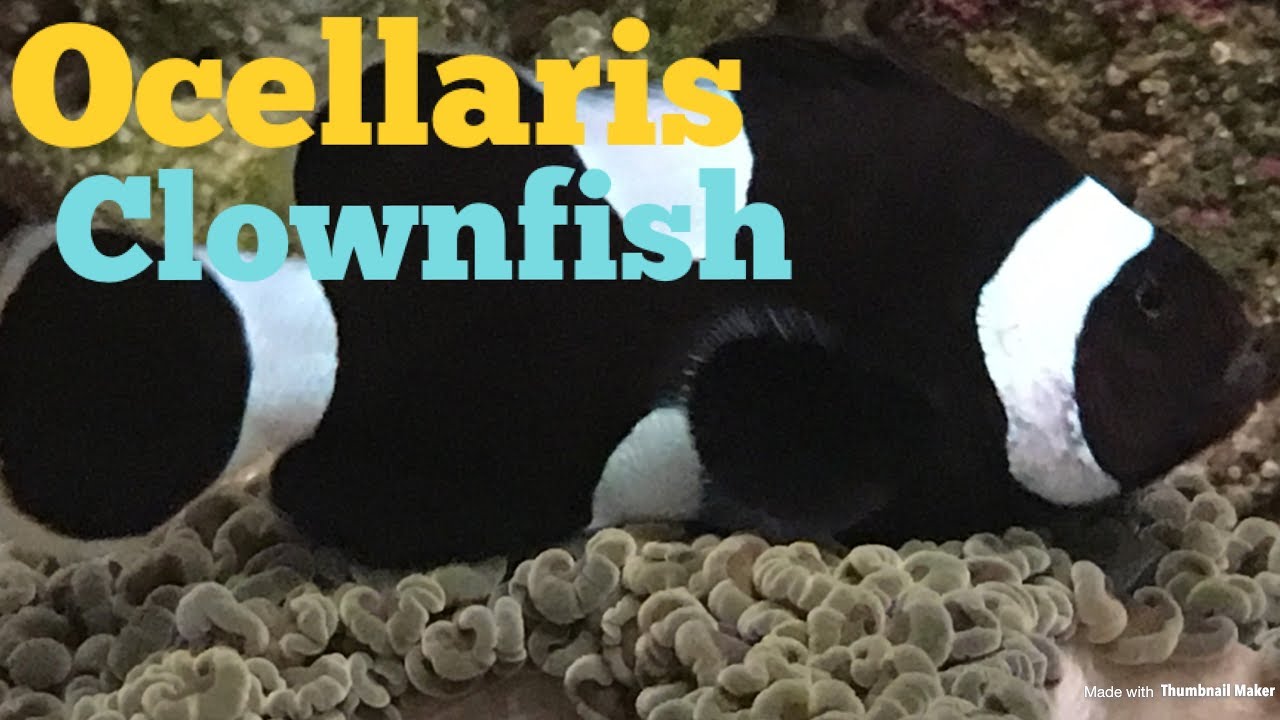 upload image My Ocellaris Clownfish!!
