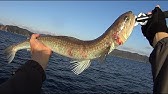 キビレの炙り刺身 Youtube キビレの炙り刺身 Youtube