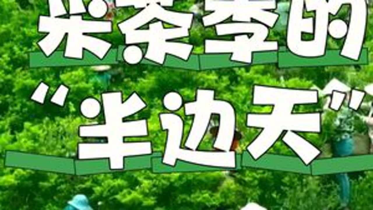 采茶季的“半边天” #茶叶 #凤凰茶
