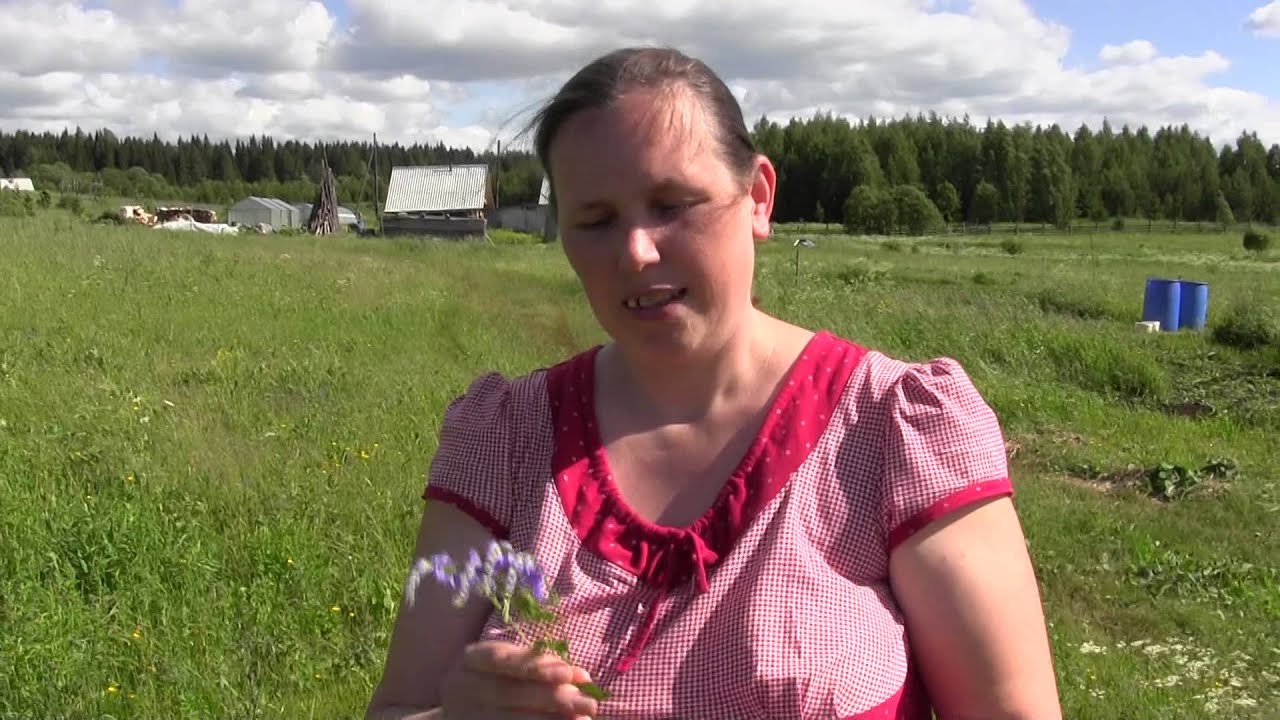 Вероника дубравная - YouTube