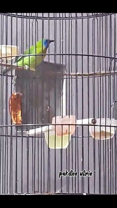 PANCINGAN BURUNG KINOI AGAR GACOR #kinoi #pancinganburung #kinoigacor
